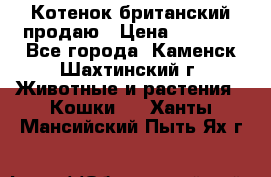 Котенок британский продаю › Цена ­ 3 000 - Все города, Каменск-Шахтинский г. Животные и растения » Кошки   . Ханты-Мансийский,Пыть-Ях г.